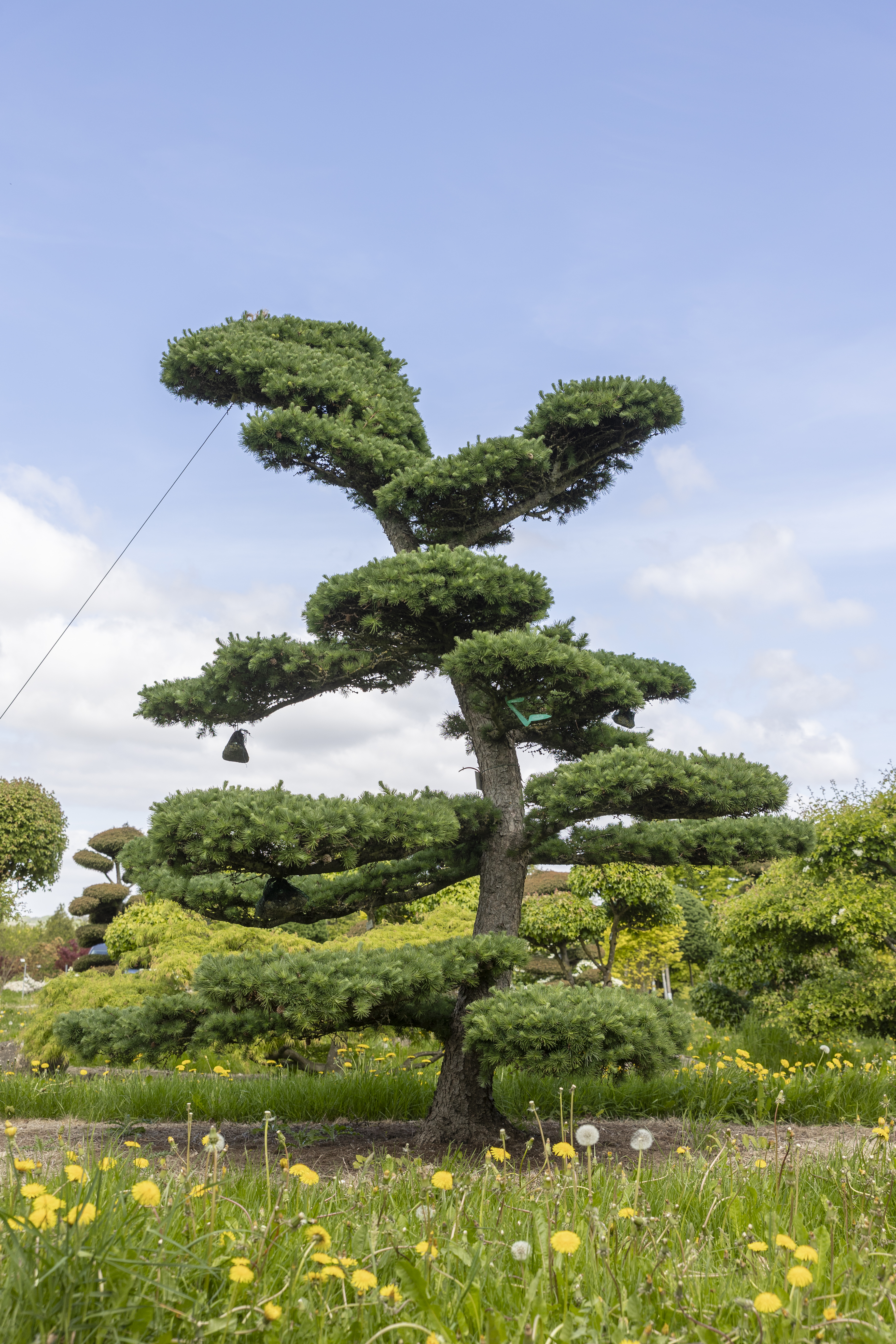 Larix kaempferi Bonsai