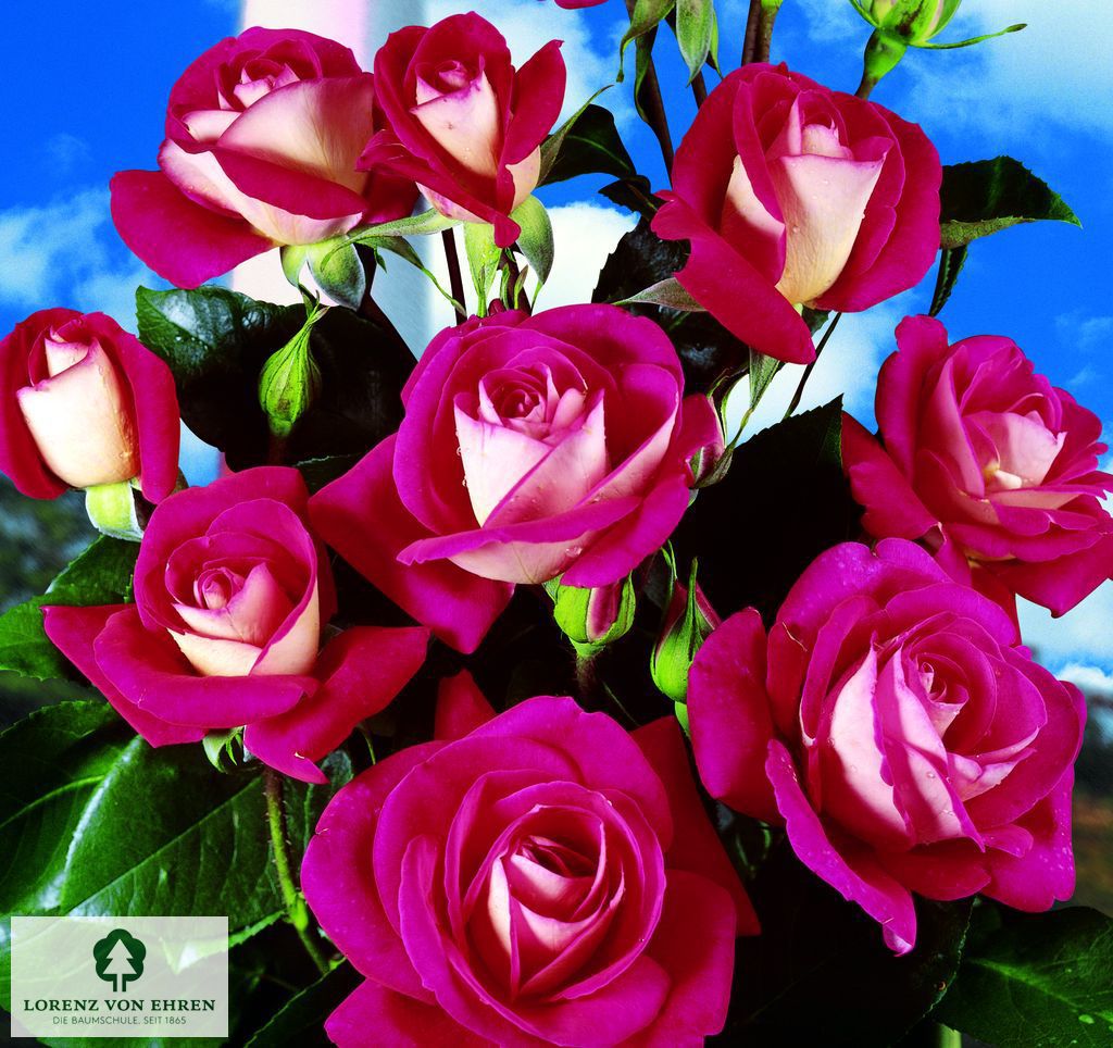 Rosa 'Heimatmelodie'