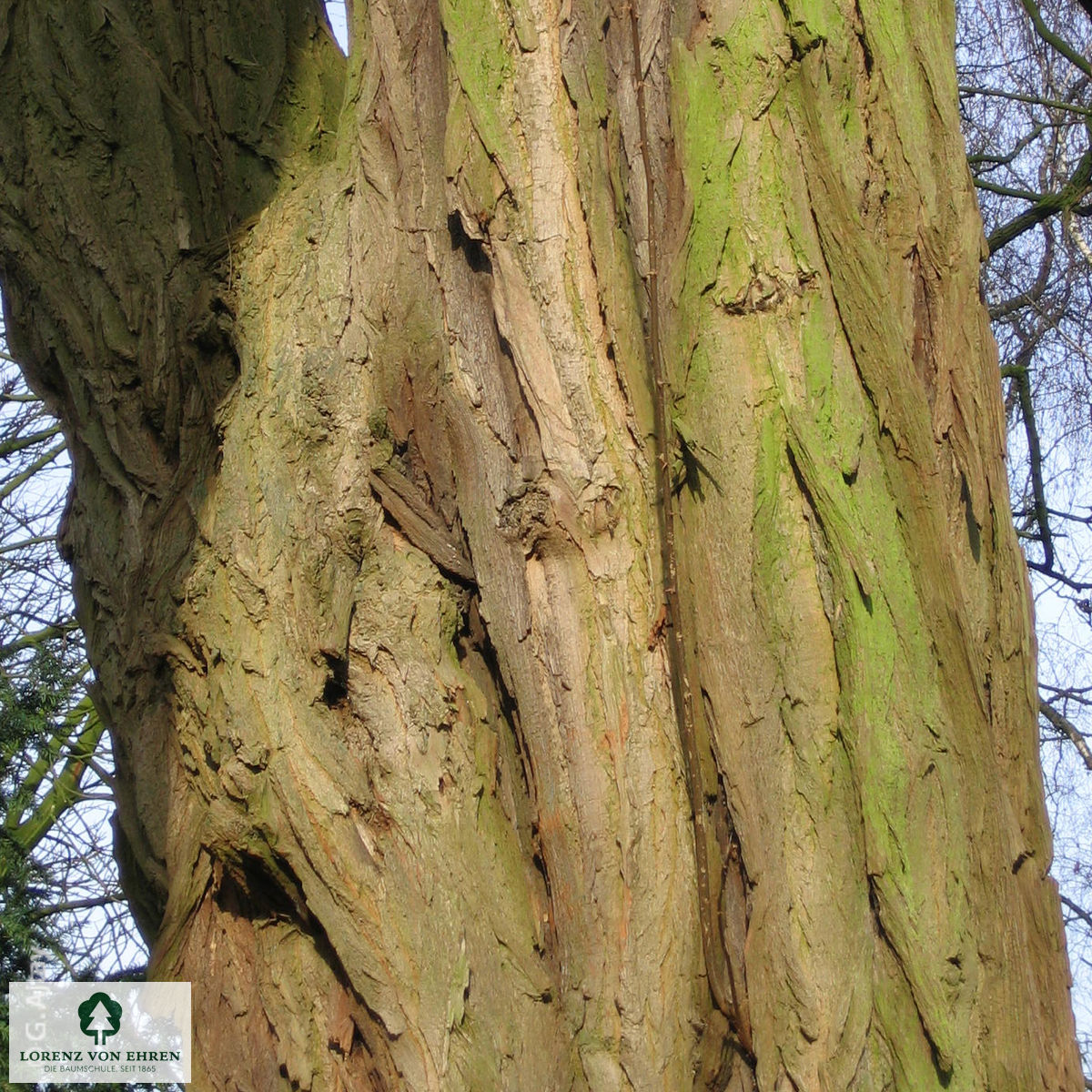 Robinia pseudoacacia