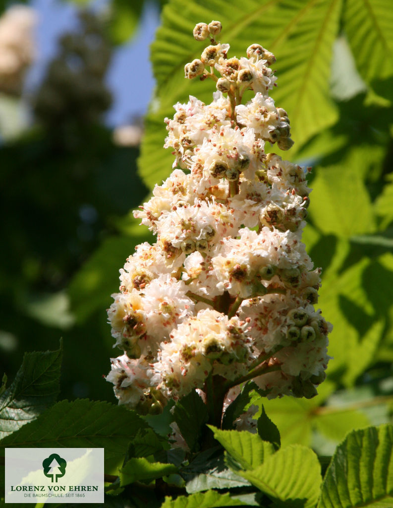 Aesculus hippocastanum 'Baumannii'