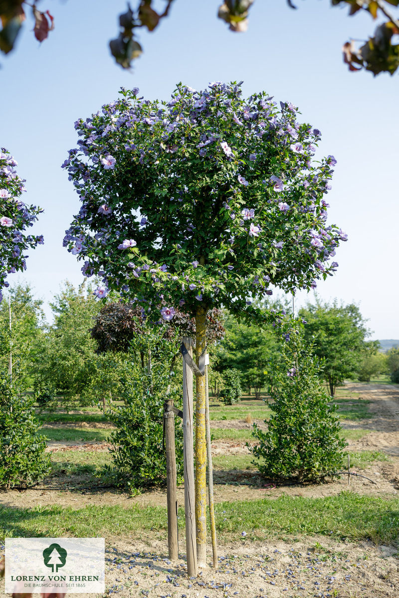 Hibiscus syriacus 'Oiseau Bleu'