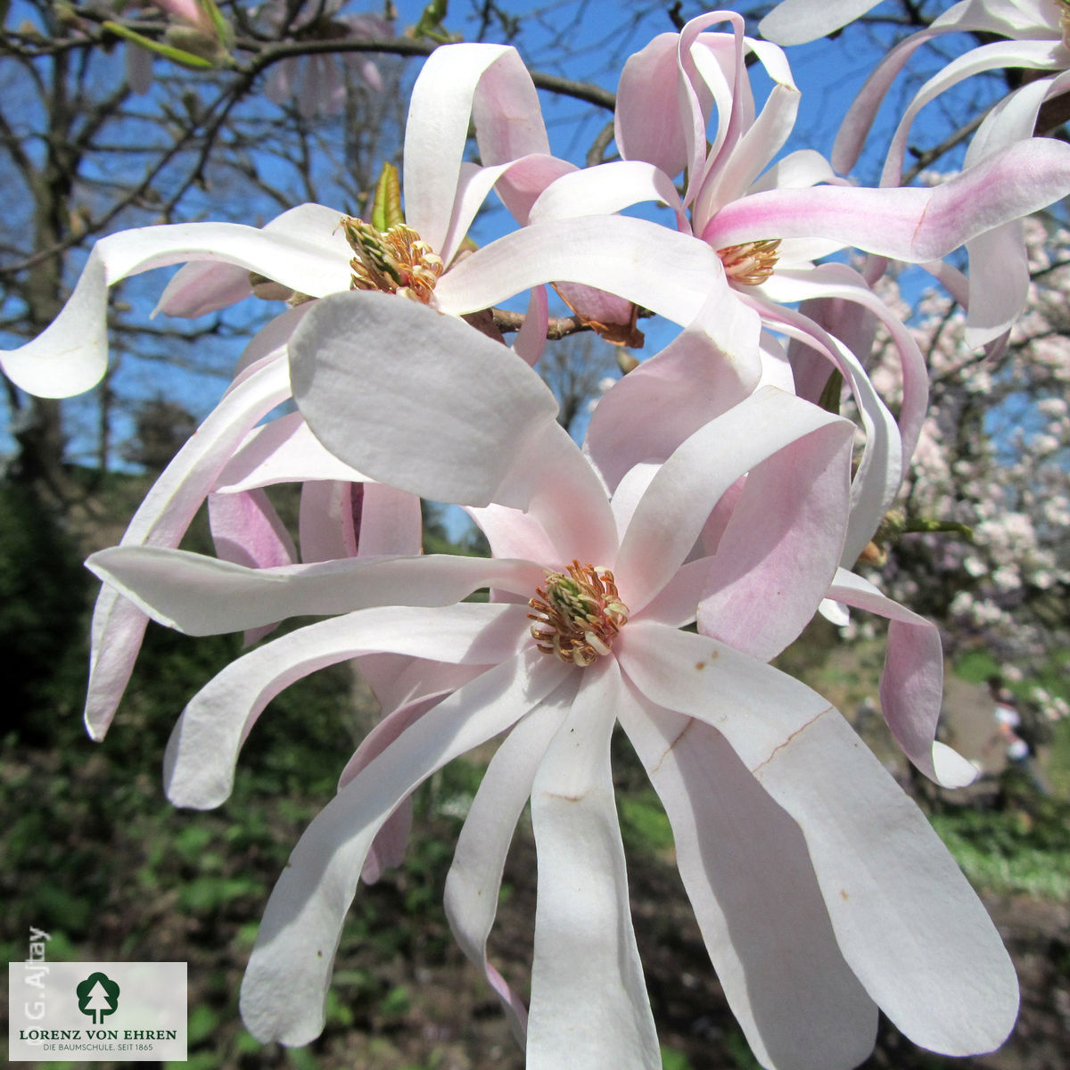 Magnolia loebneri 'Leonard Messel'