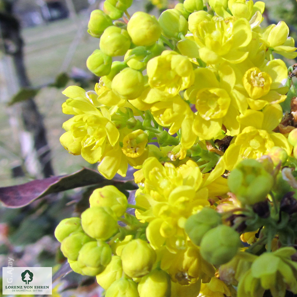 Mahonia aquifolium 'Apollo'