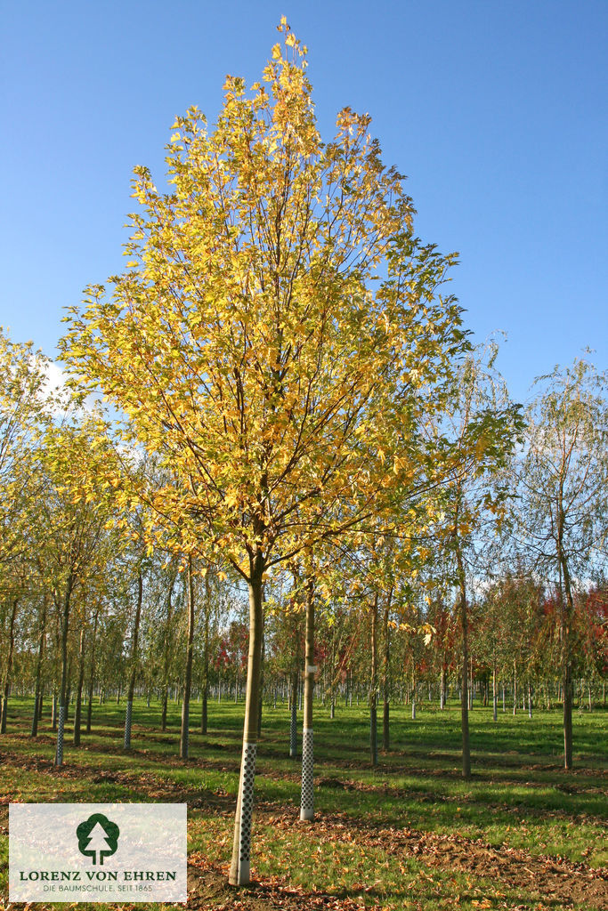 Acer saccharinum