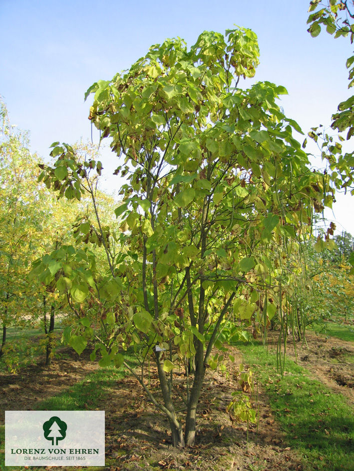 Catalpa bignonioides