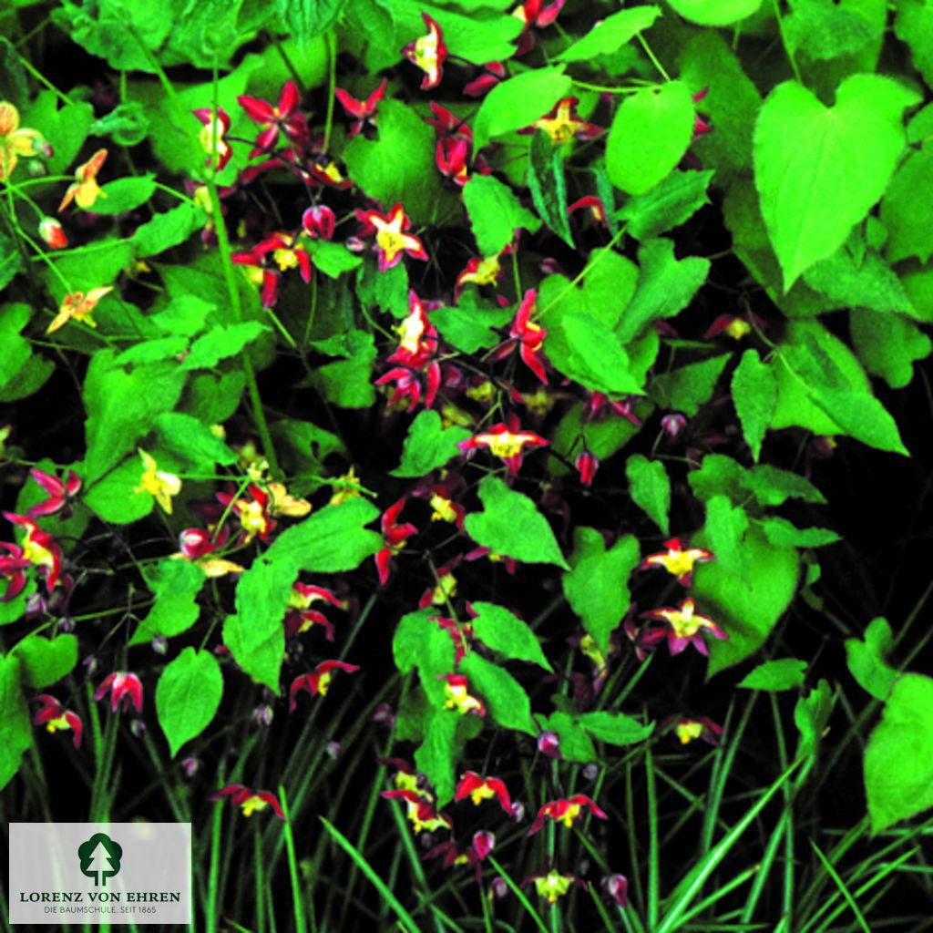 Epimedium rubrum 'Coccineum'