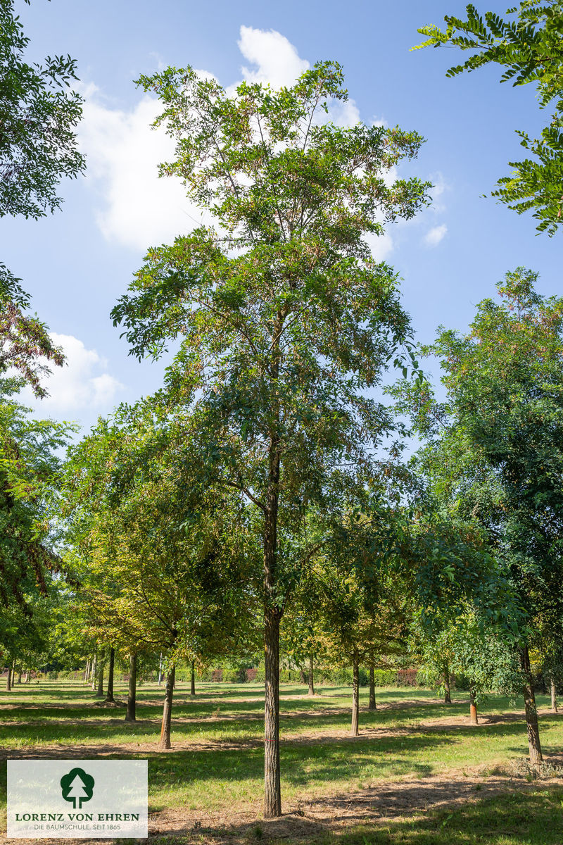 Robinia pseudoacacia 'Unifolia'