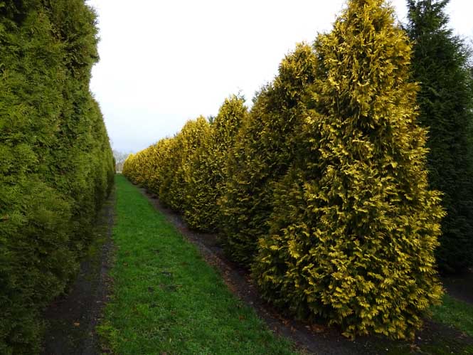 Undurchdringliche Thuja Reihen 