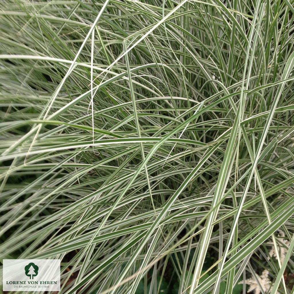 Miscanthus sinensis 'Morning Light'