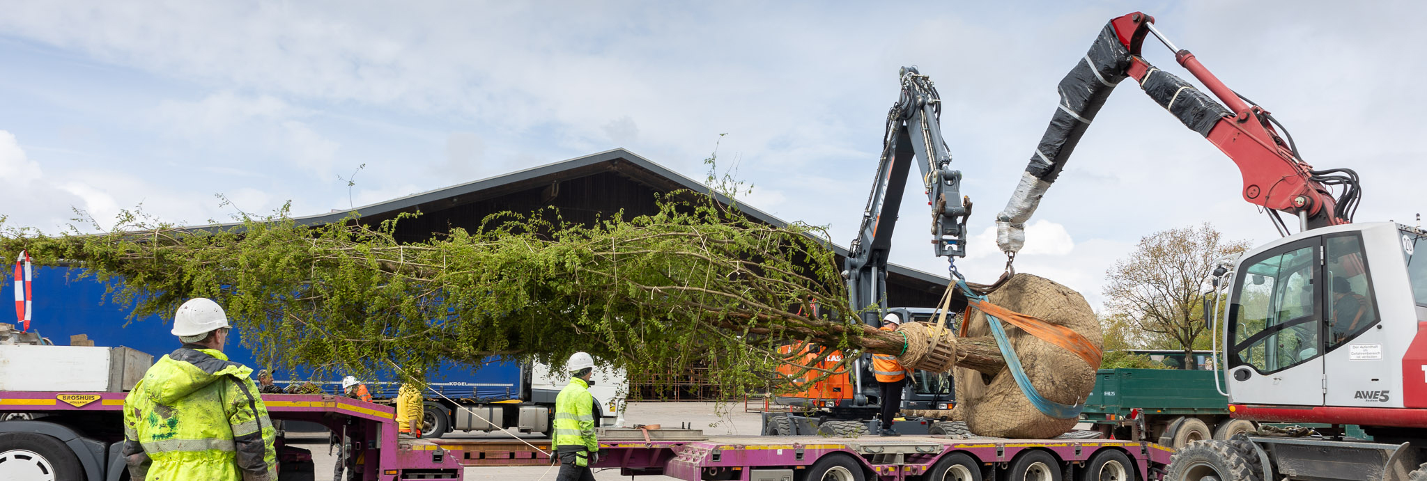Verladung Mammutbaum Baum auf Tieflader Krone gebunden