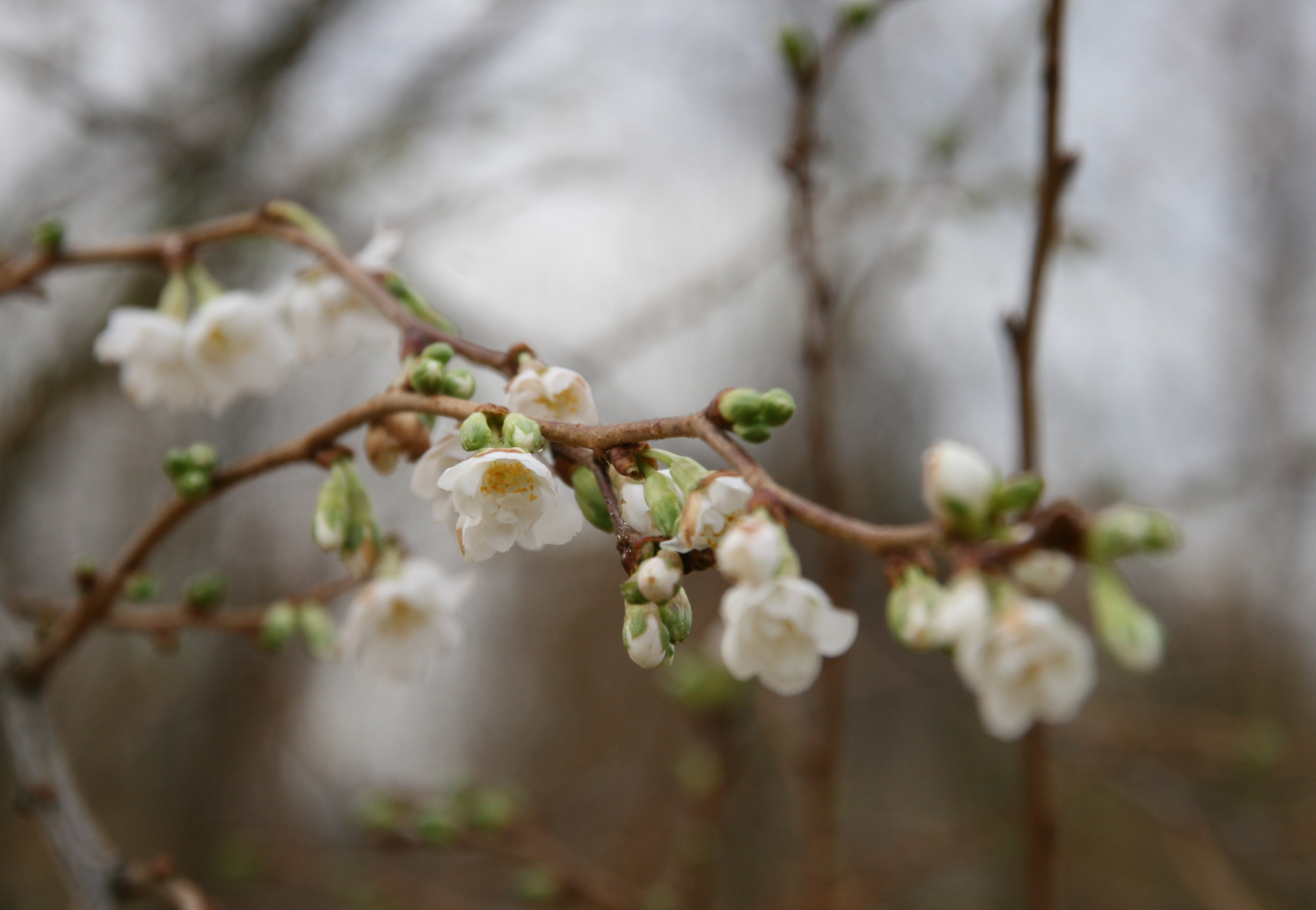 Zarte weiße Blüten Higan-Kirsche