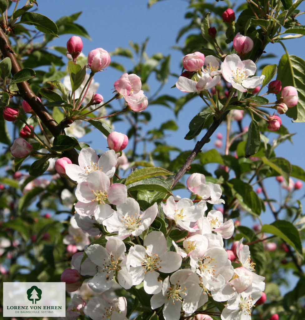 Malus 'Professor Sprenger'