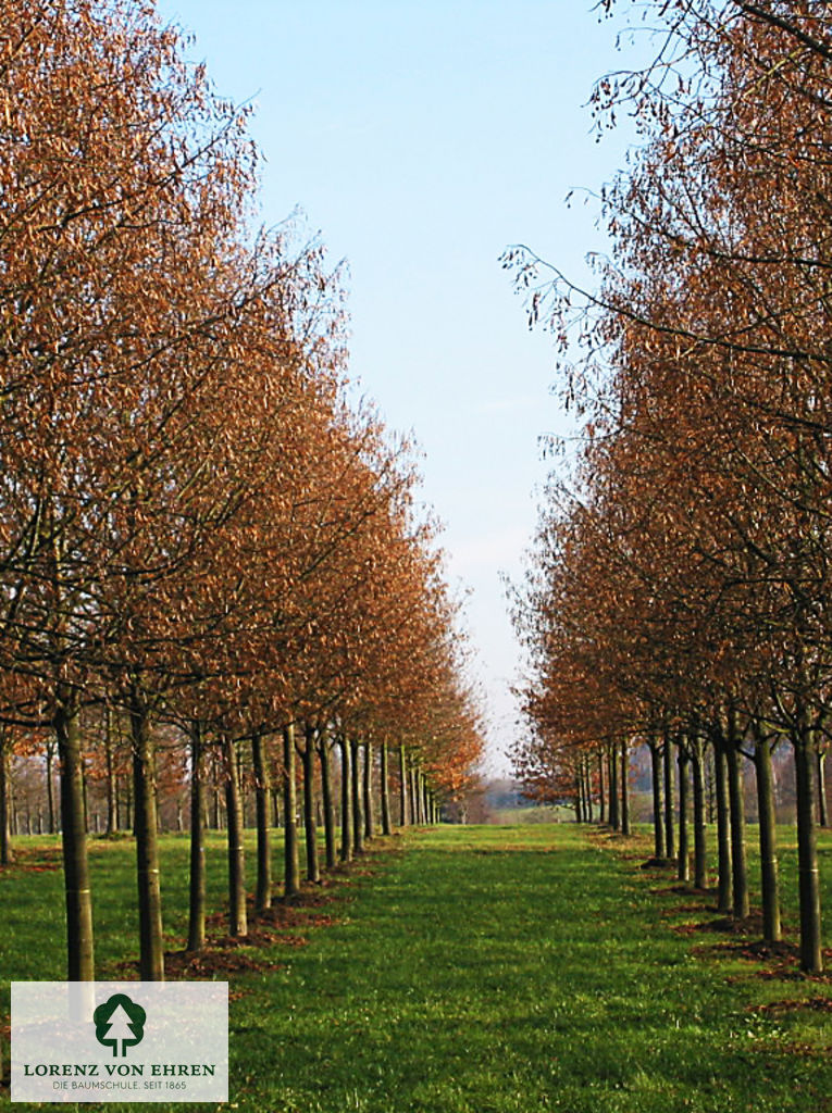 Tilia platyphyllos 'Prince's Street'