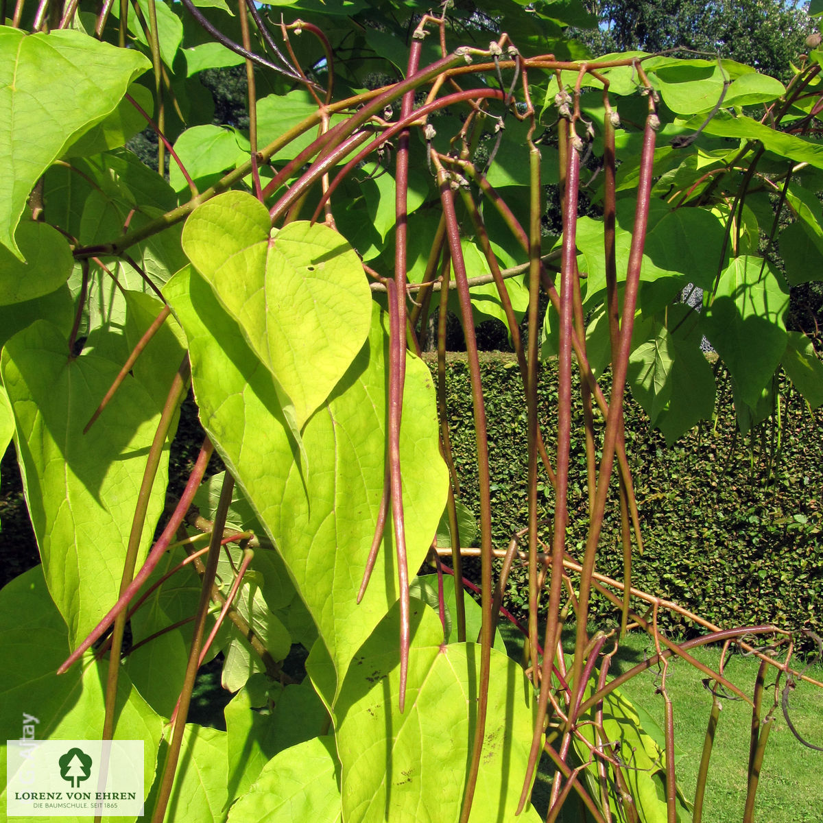 Catalpa bignonioides 'Aurea'