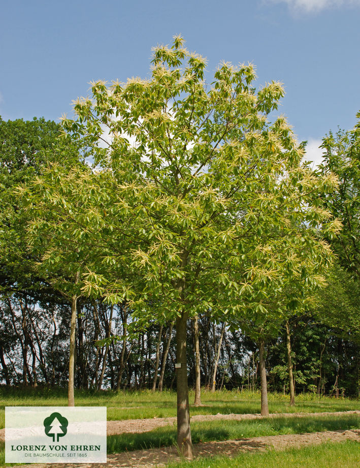 Castanea sativa