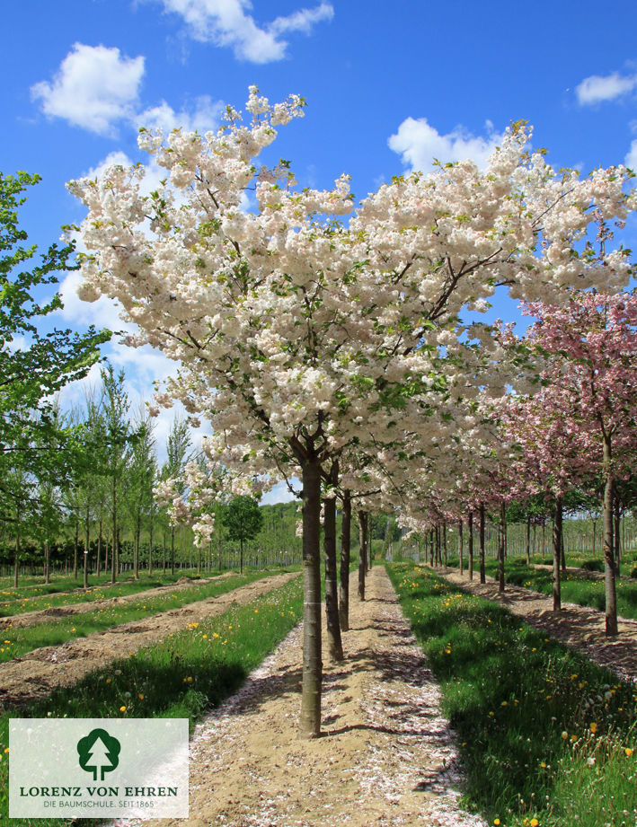 Prunus serrulata 'Shimidsu'