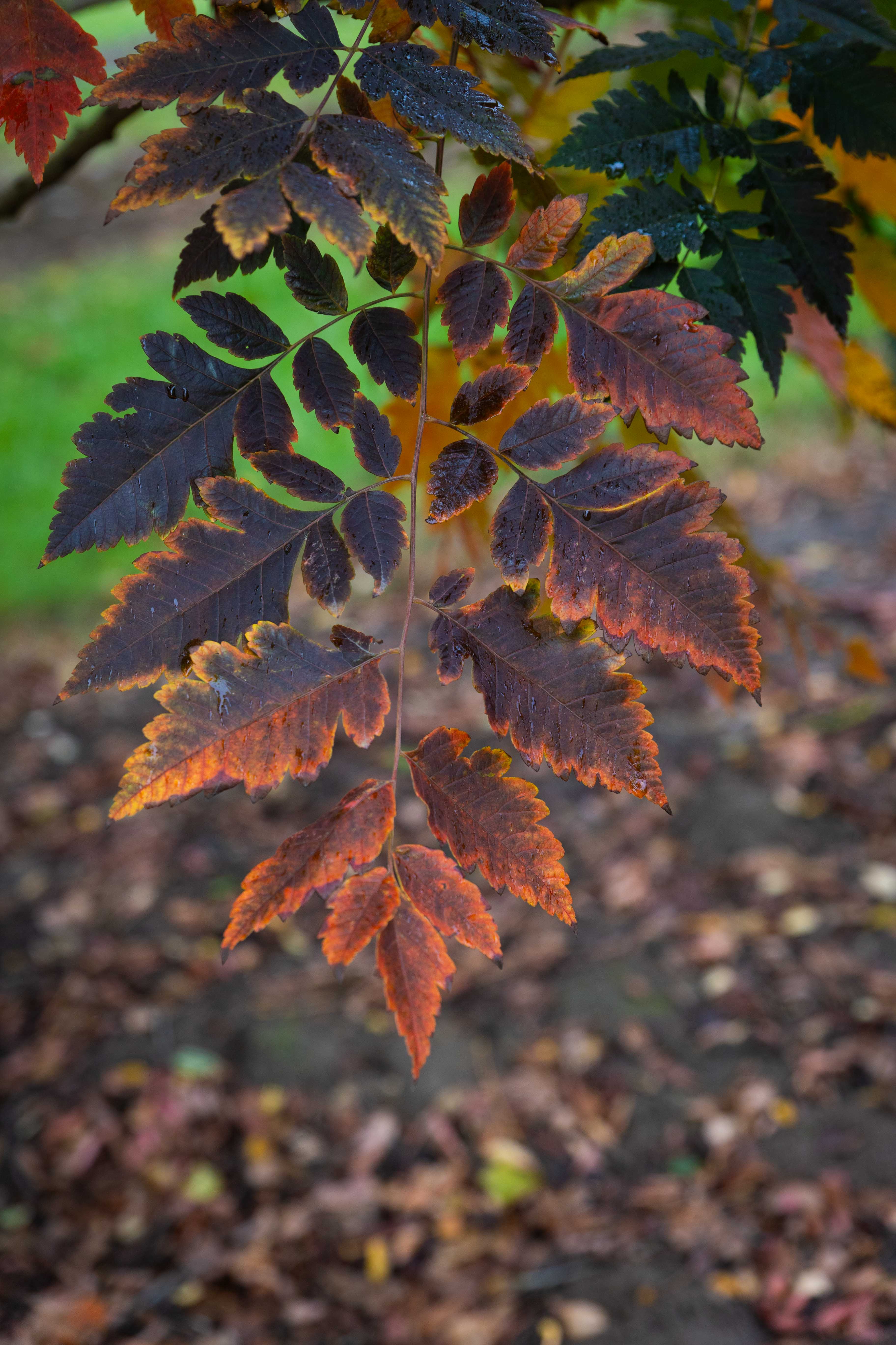 Wunderschön bunt gefärbtes Laubblatt