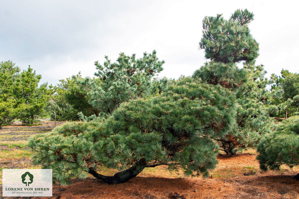 Pinus strobus 'Macopin'