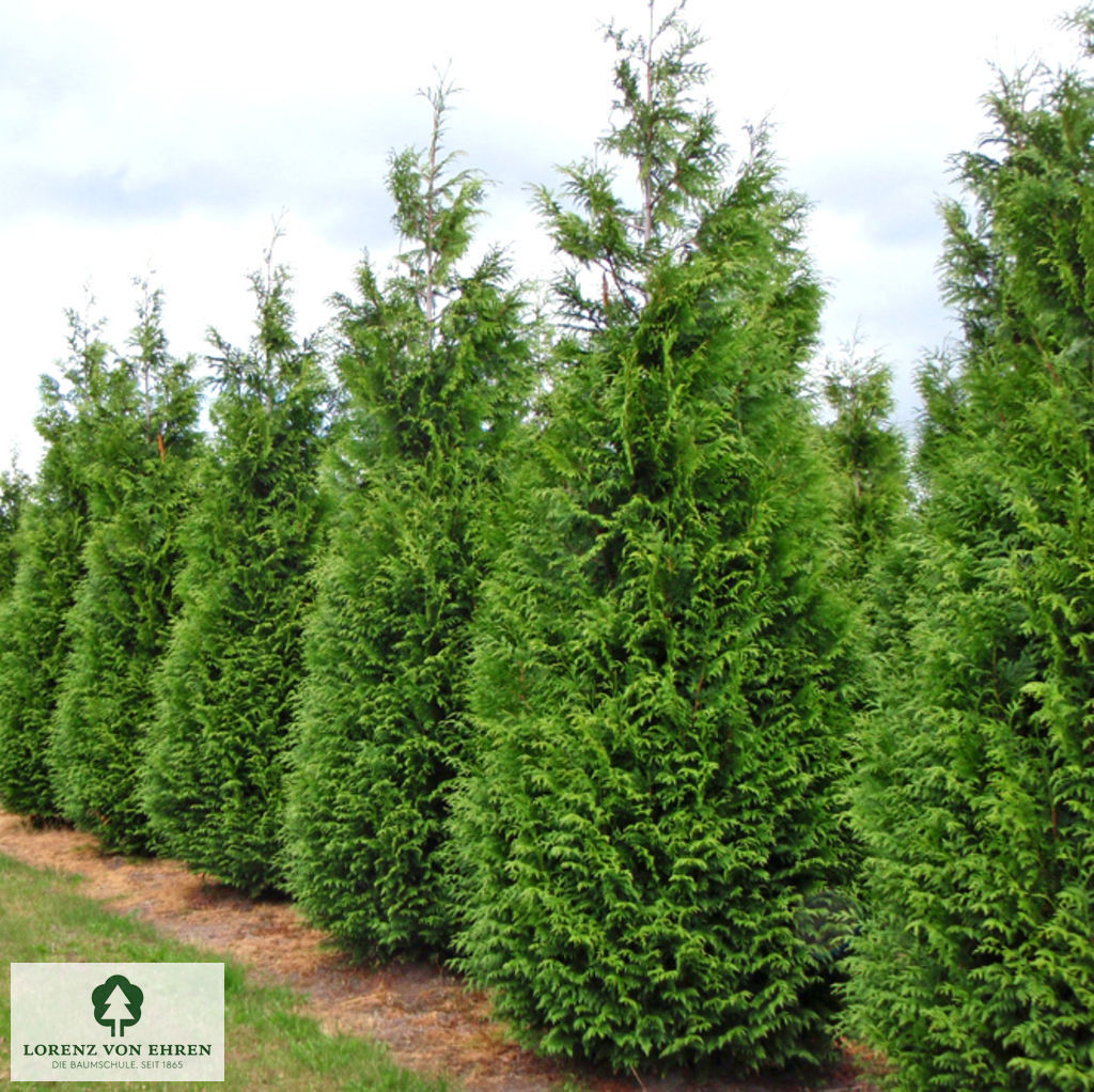 Thuja plicata 'Excelsa'