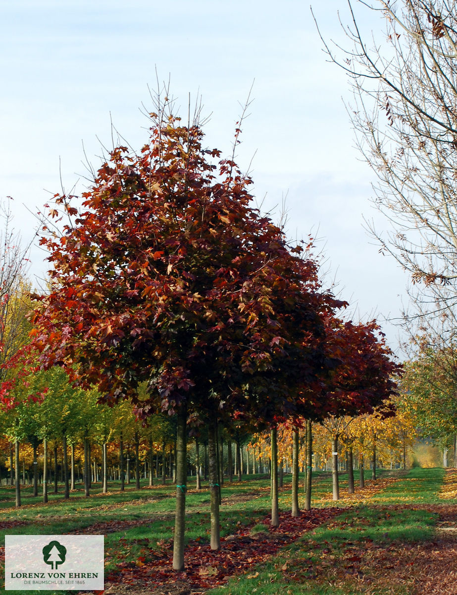 Acer platanoides 'Royal Red'