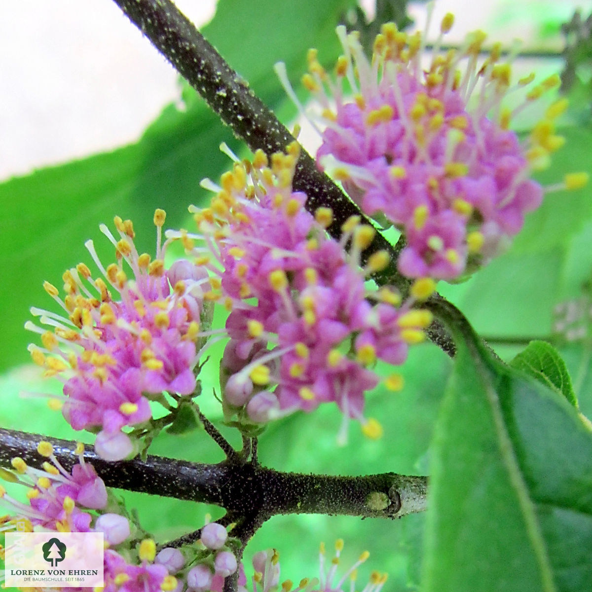 Callicarpa bodinieri 'Profusion'