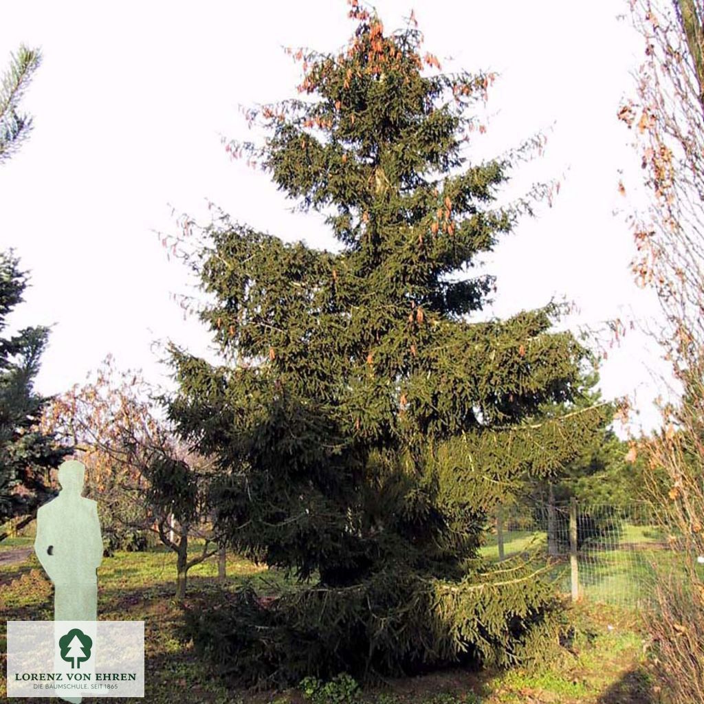 Picea orientalis 'Aurea'