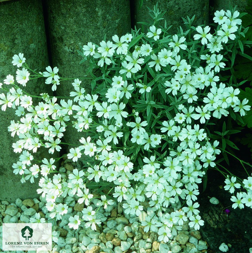 Cerastium tomentosum 'Silberteppich'