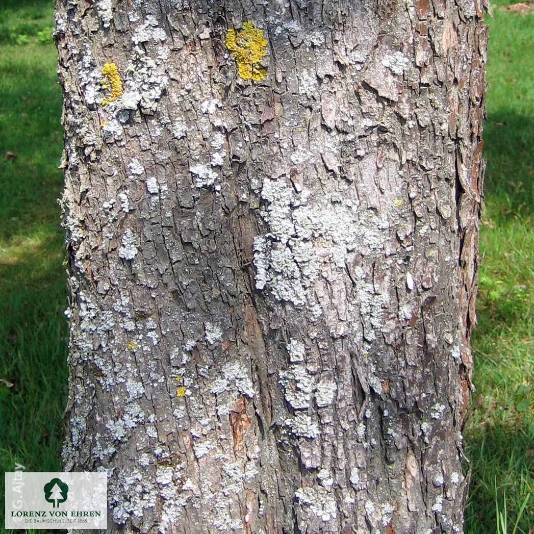 Acer cappadocicum 'Rubrum'