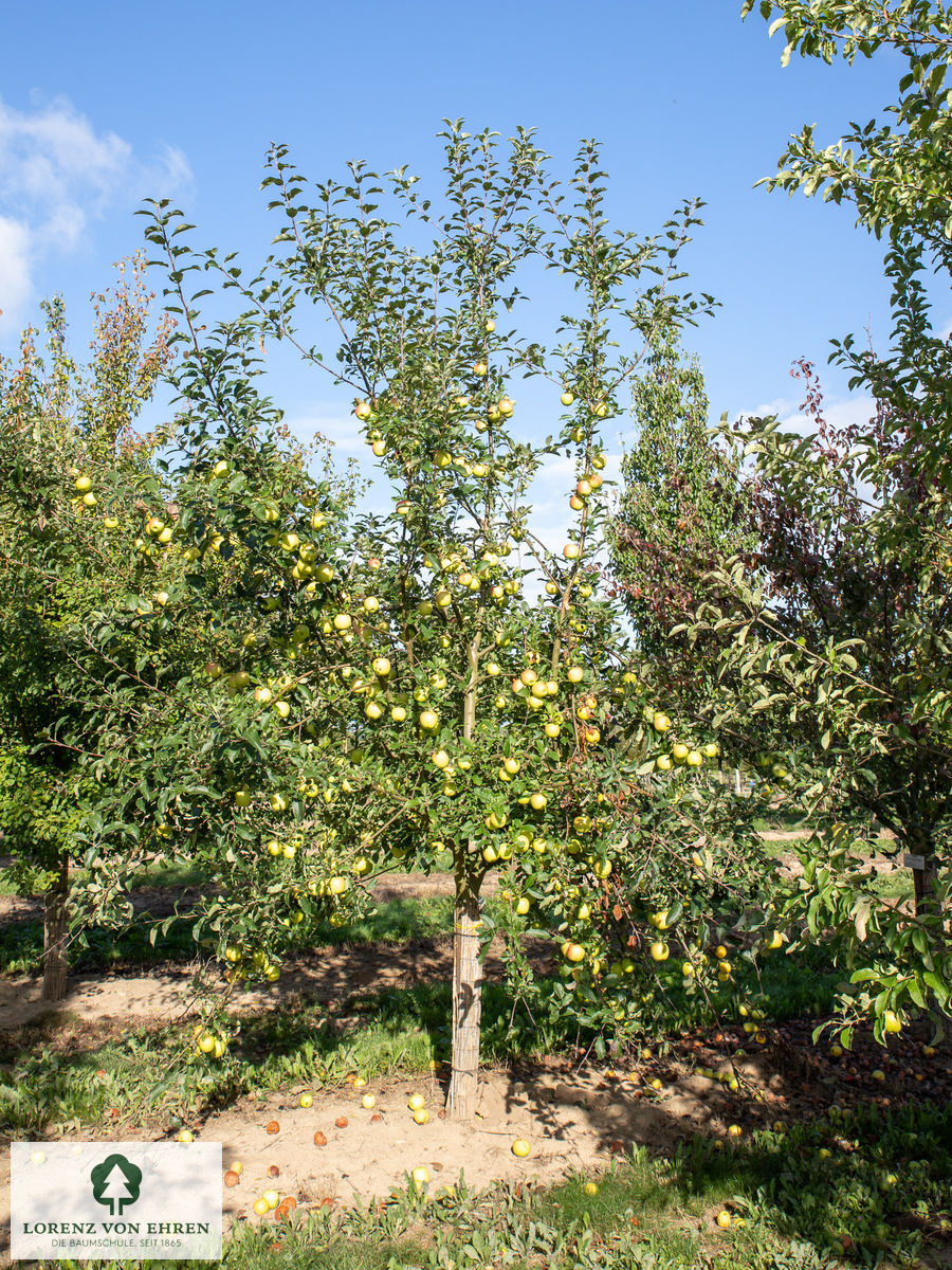 Malus domestica 'Golden Delicious'