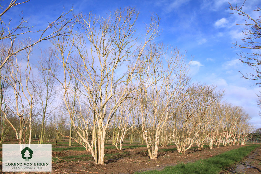 Heptacodium miconioides