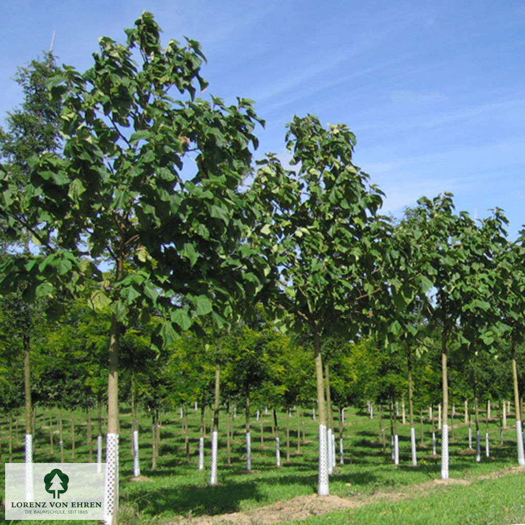 Paulownia tomentosa