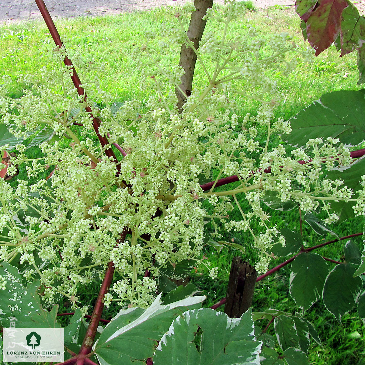 Aralia elata 'Variegata'