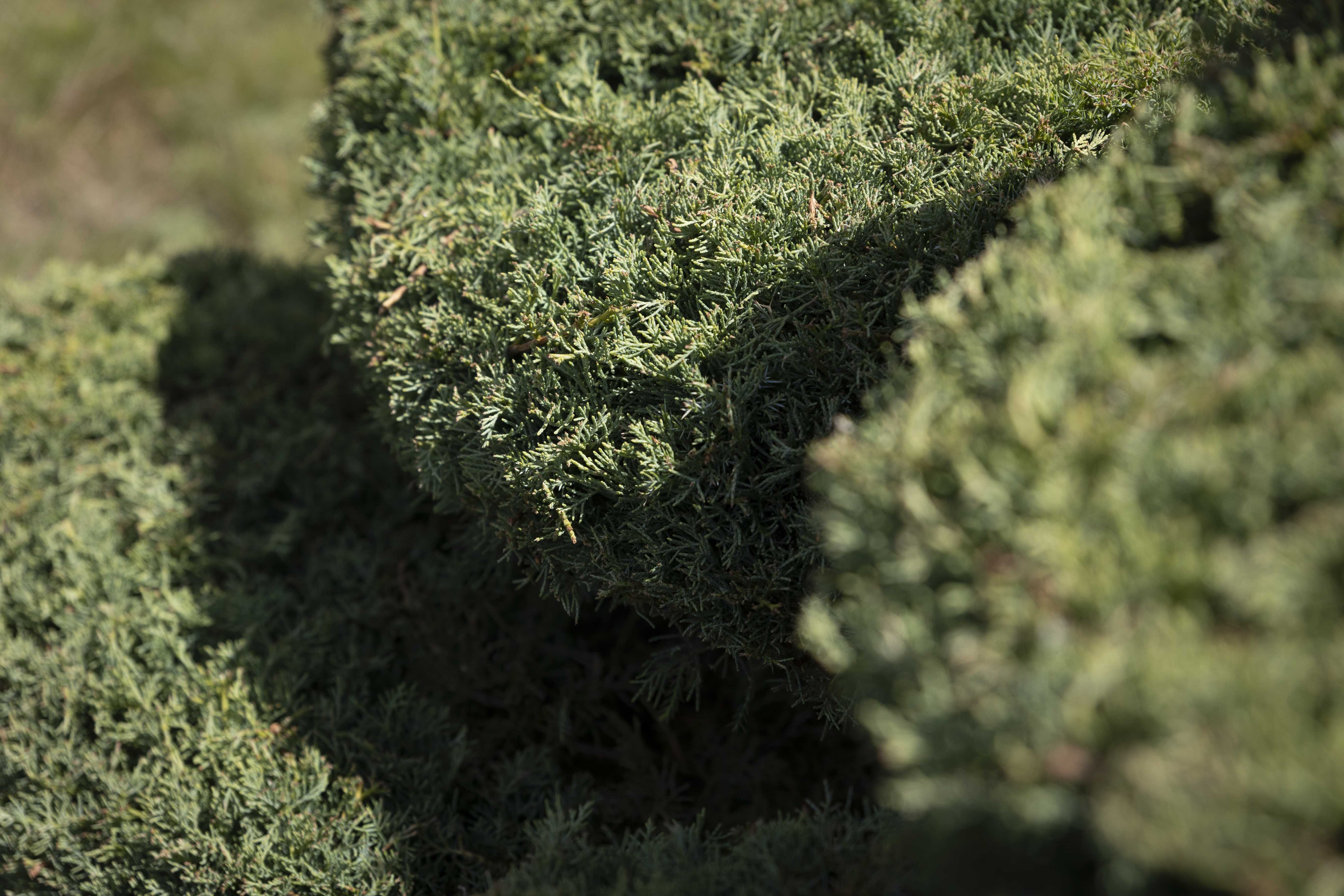 Juniperus media 'Pfitzeriana Glauca' Bonsai