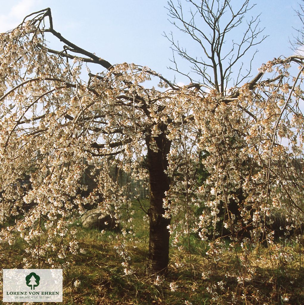 Prunus subhirtella 'Pendula'