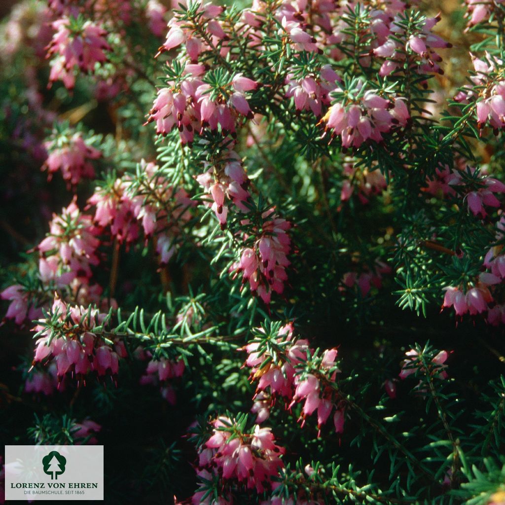 Erica carnea 'Winter Beauty'