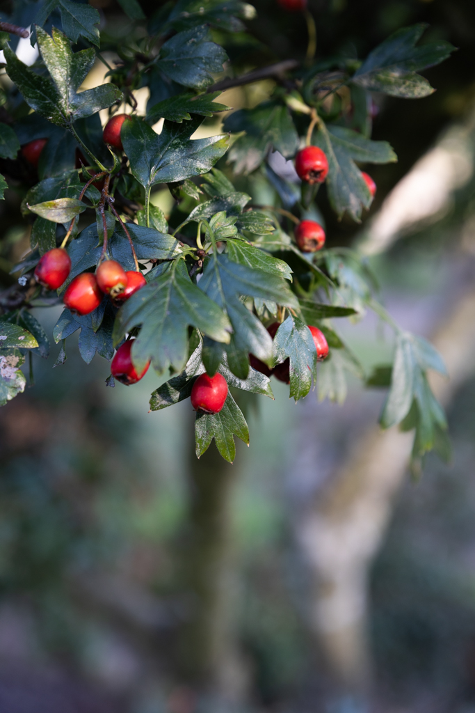 Crataegus monogyna Bonsai 