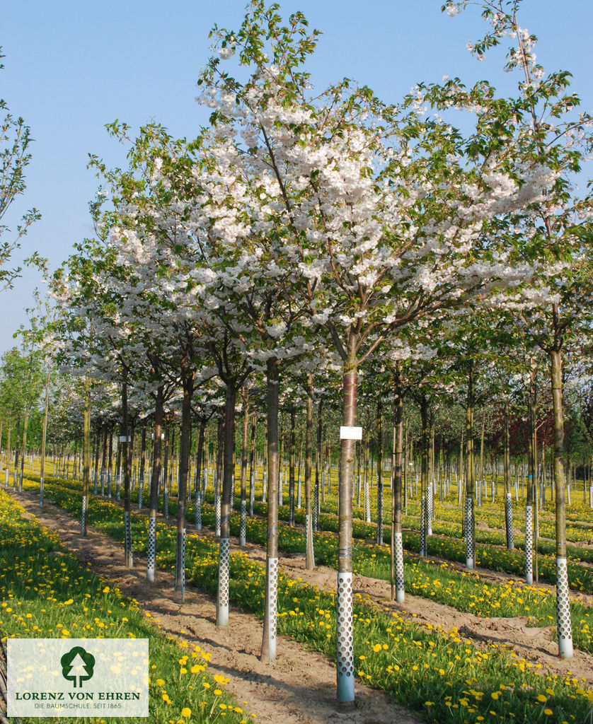 Prunus serrulata 'Shimidsu'