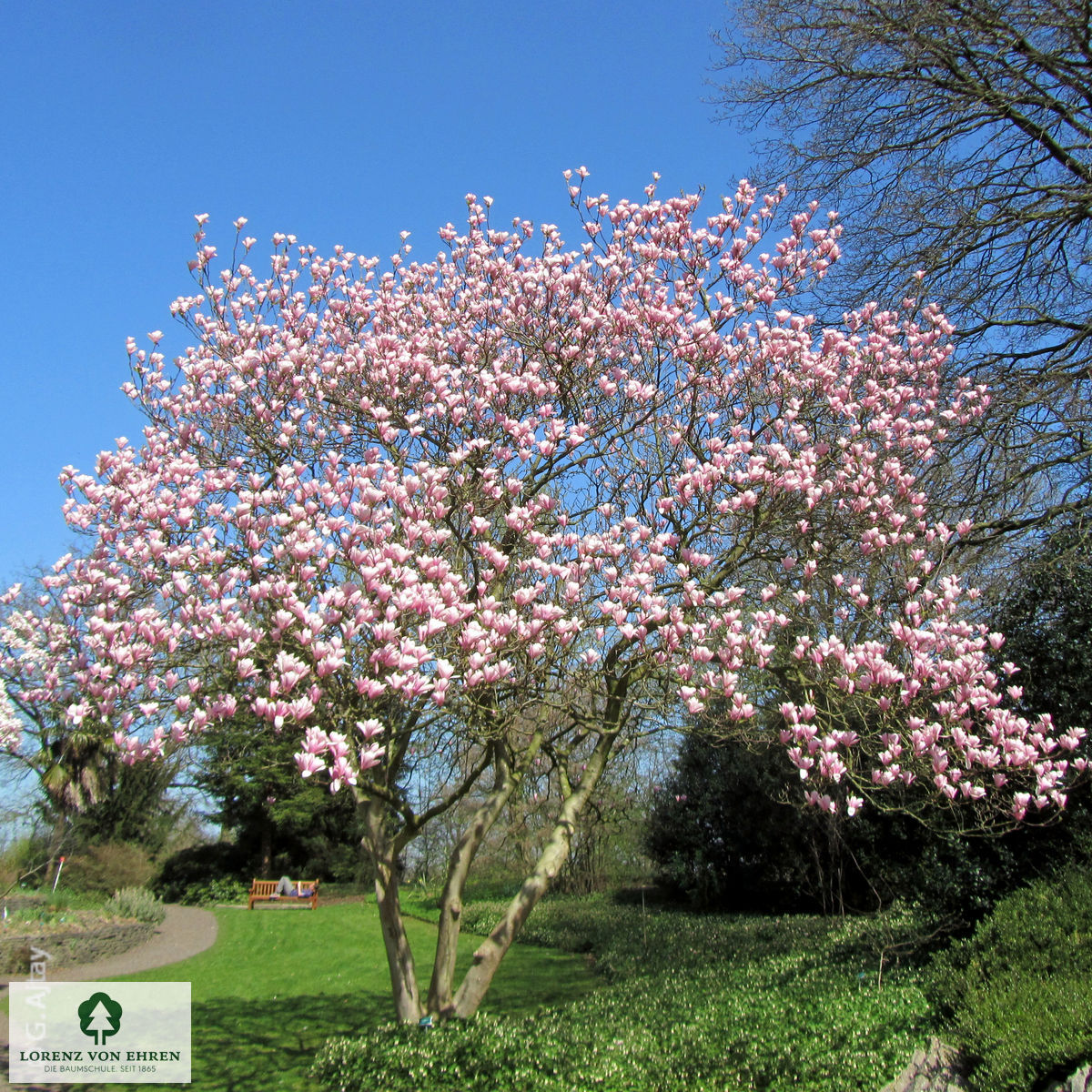 Magnolia 'Heaven Scent'