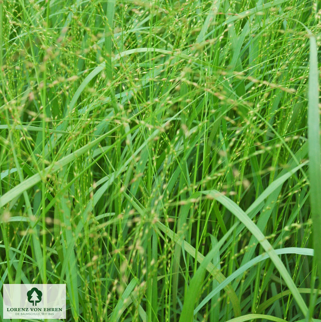 Panicum virgatum 'Rehbraun'