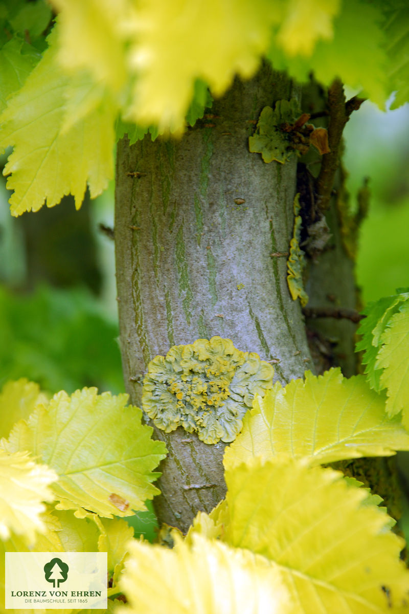 Ulmus hollandica 'Wredei'