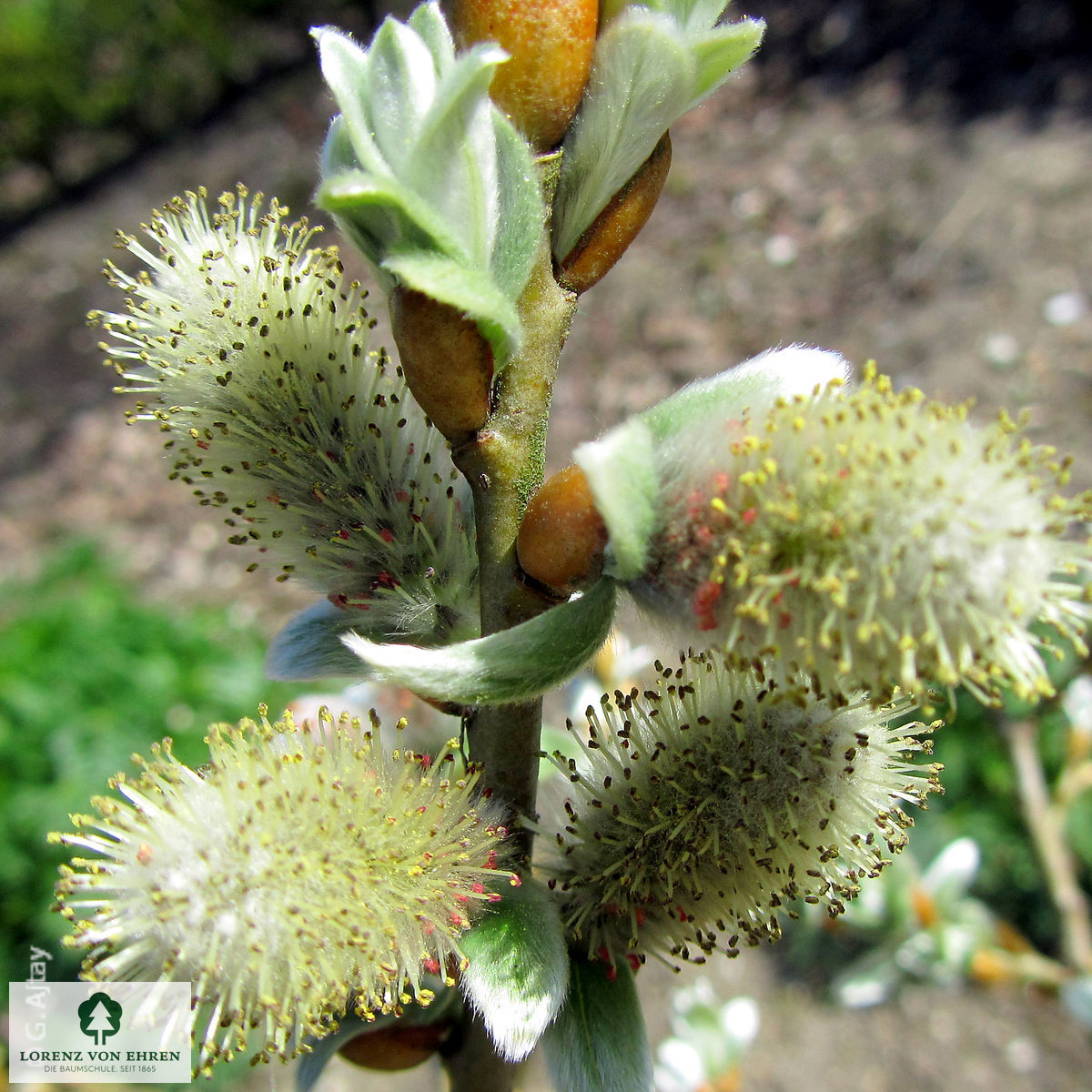 Salix helvetica