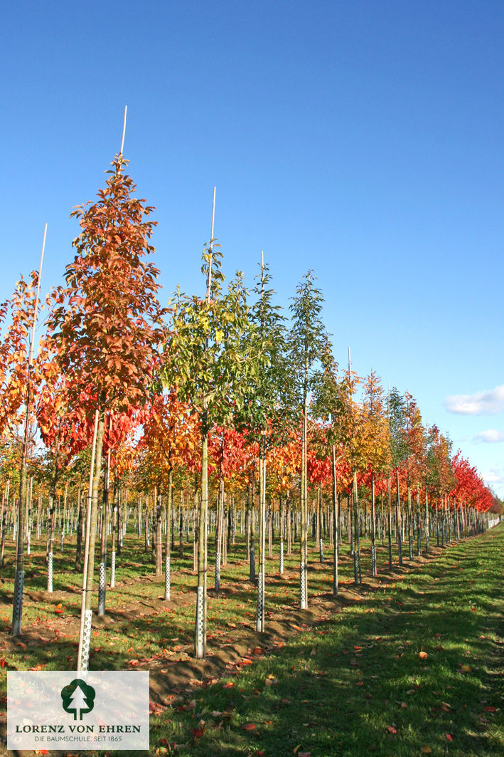 Fraxinus ornus