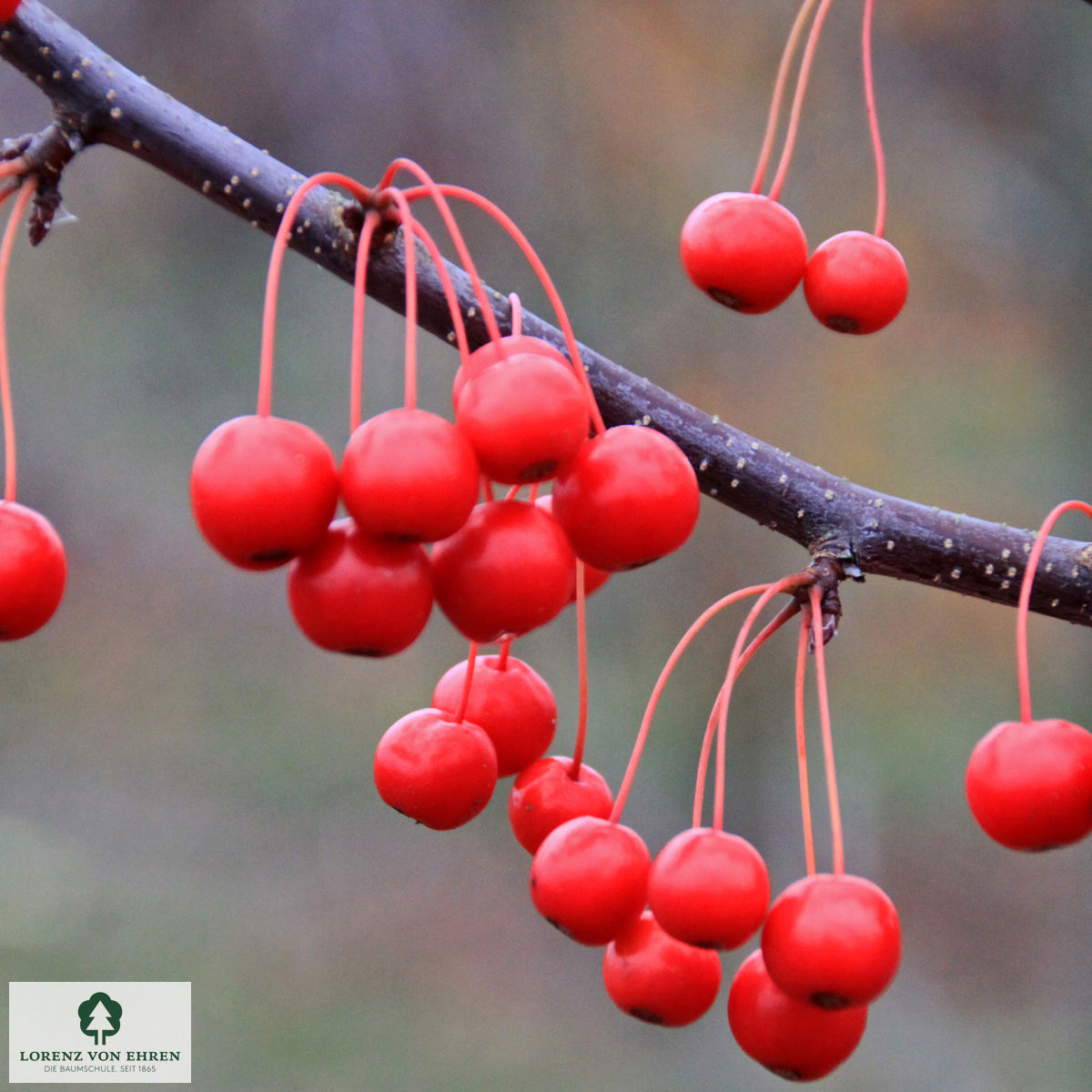 Malus 'Red Jewel'