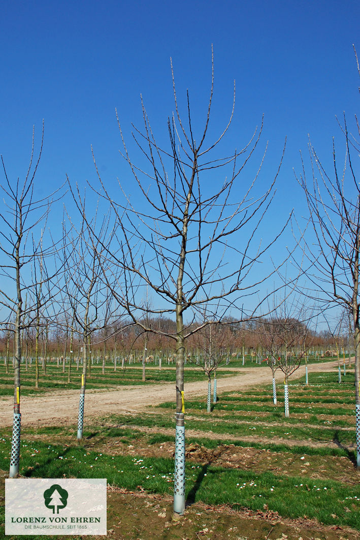 Malus domestica 'Holsteiner Cox'