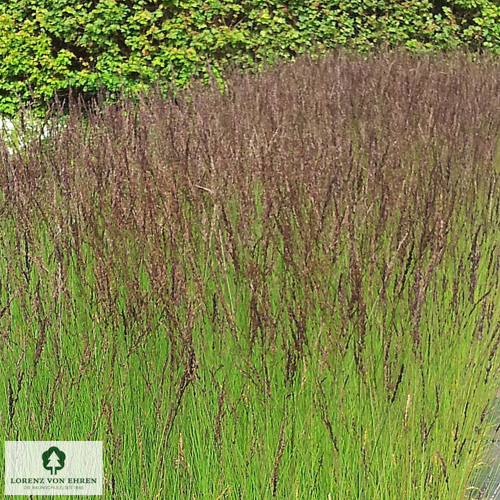 Molinia caerulea 'Moorhexe'