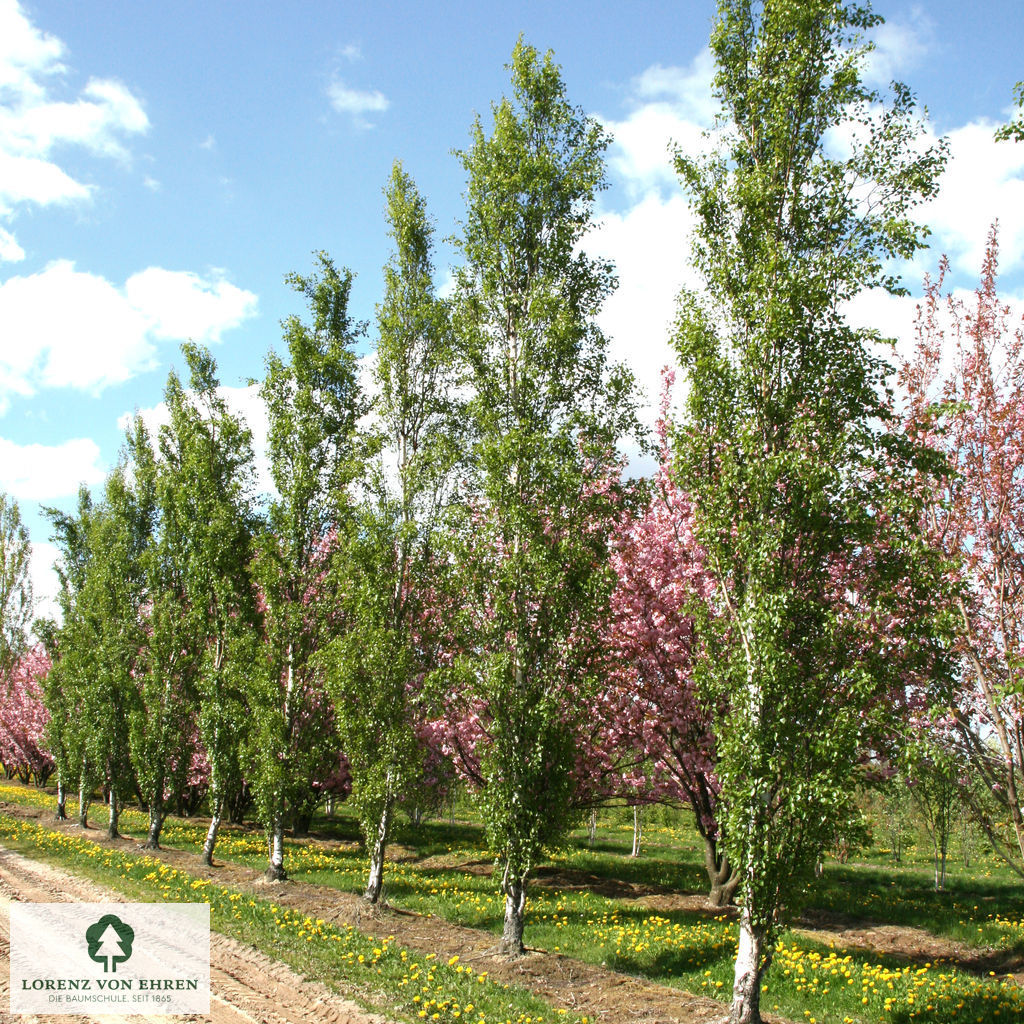 Betula pendula 'Fastigiata'