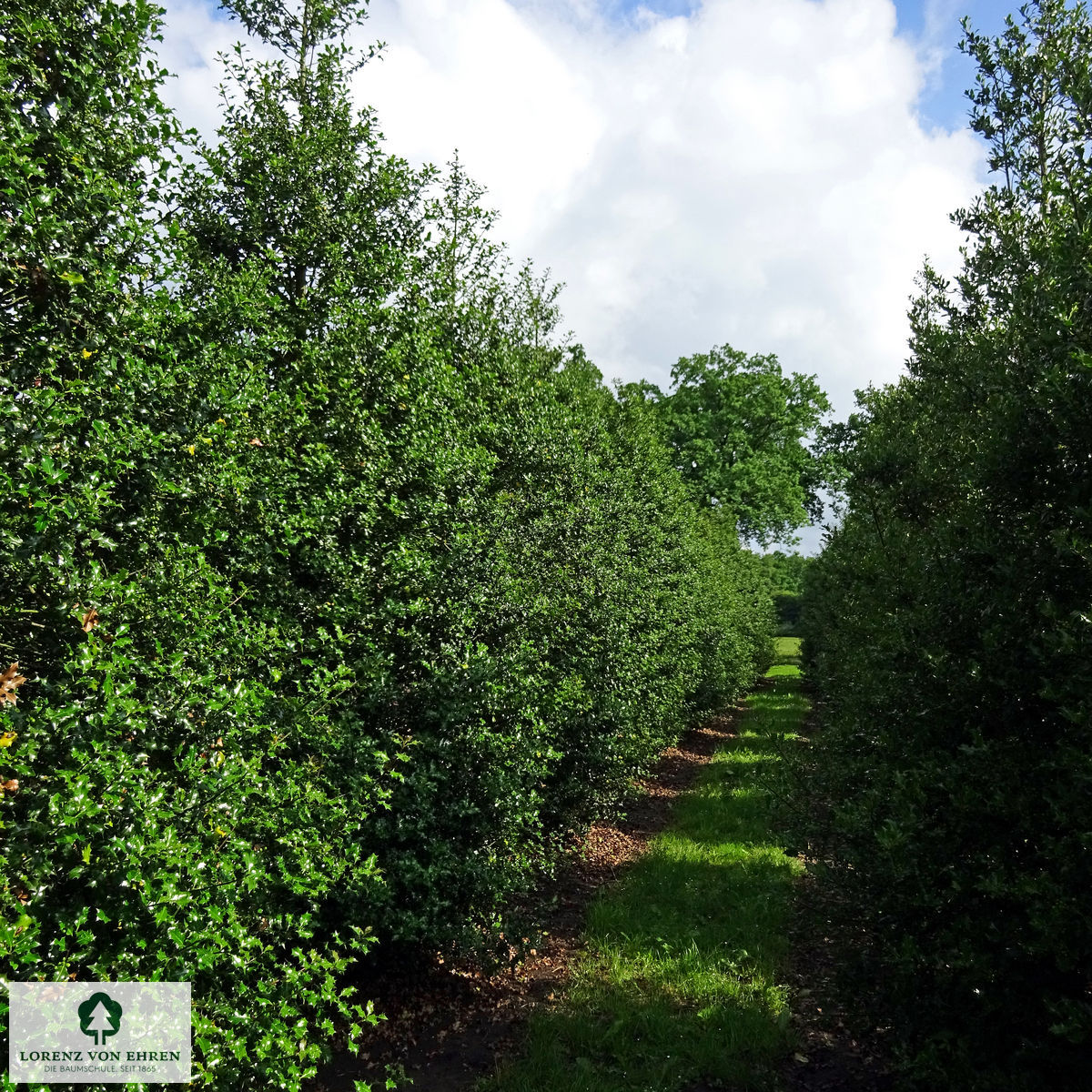 Ilex aquifolium