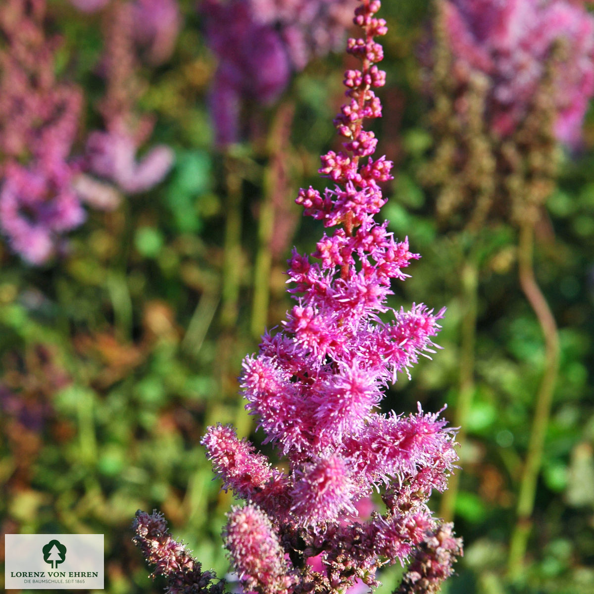Astilbe chinensis 'Purpurlanze'