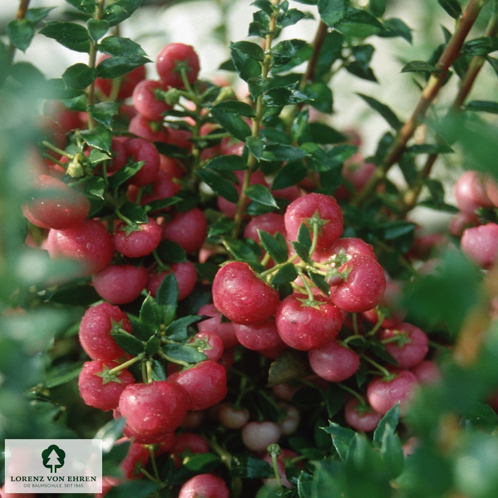 Pernettya mucronata 'Coccinea'