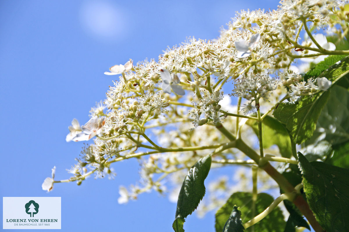 Hydrangea petiolaris